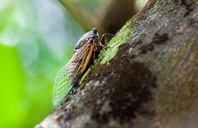 草树青翠虫鸣起，一枕清凉入梦来