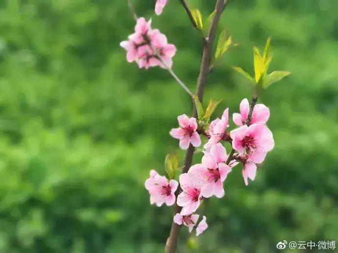 濡備綍鍖哄垎妯辫姳妗冭姳姊ㄨ姳鏉忚姳娴锋,妯辫姳妗冭姳鏉庤姳鏉忚姳濡備綍鍖哄垎