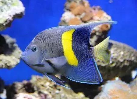 fot海水观赏鱼,fot鱼品种