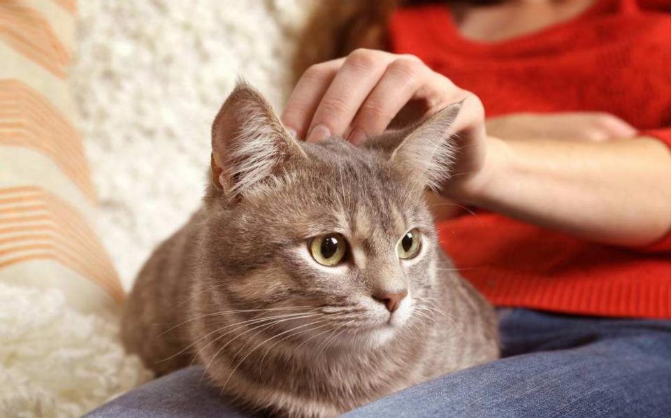 让猫咪粘主人的声音,让猫咪粘人的方法