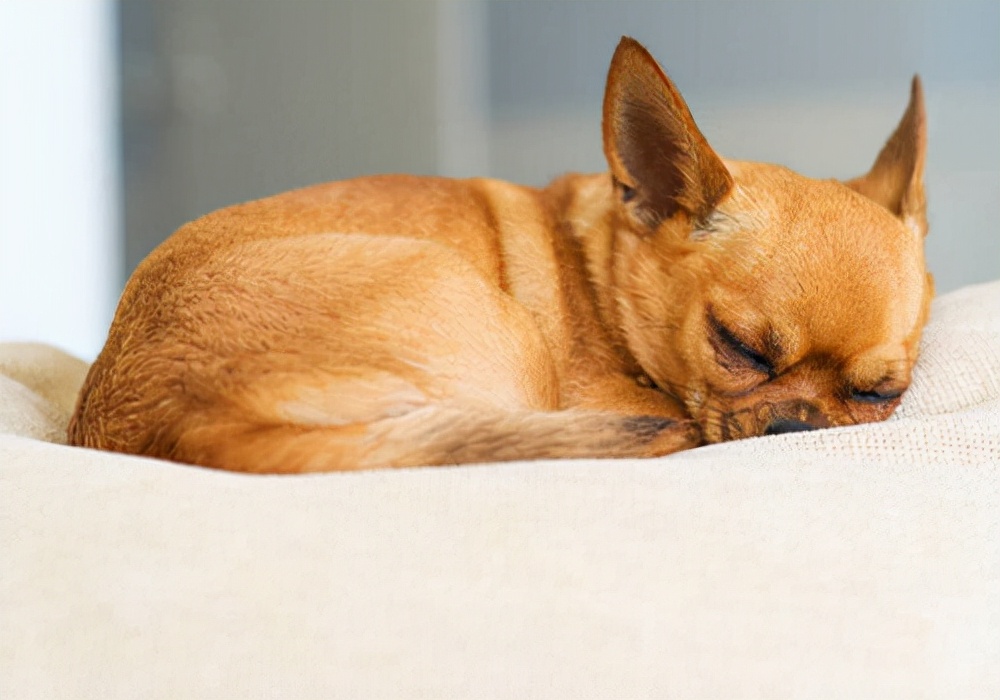 狗狗呕吐怎么办这几招一定要记住,狗狗呕吐怎么办最快最有效的方法