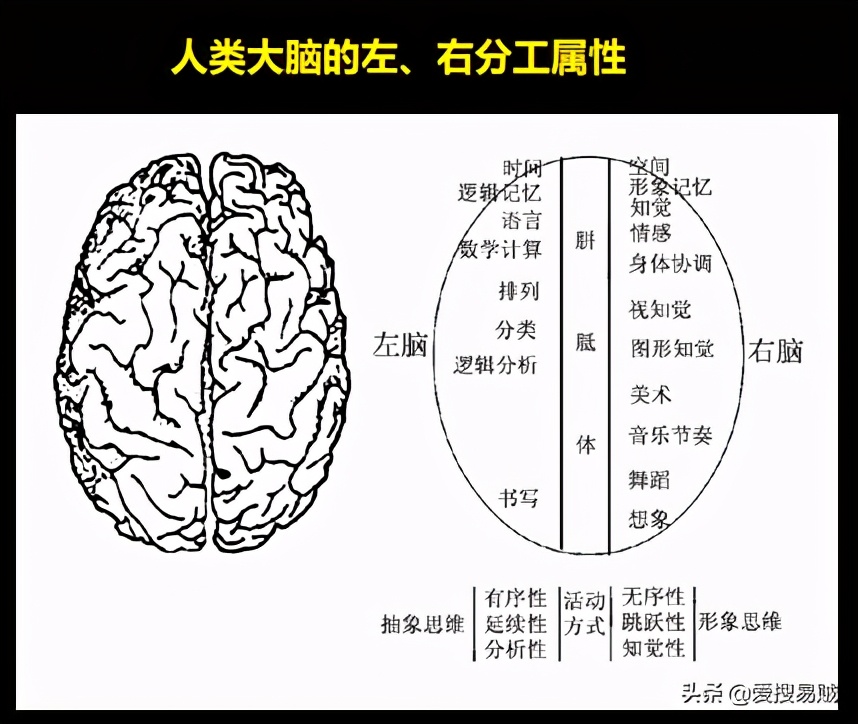 左撇子与右撇子,左撇子聪明还是右撇子聪明