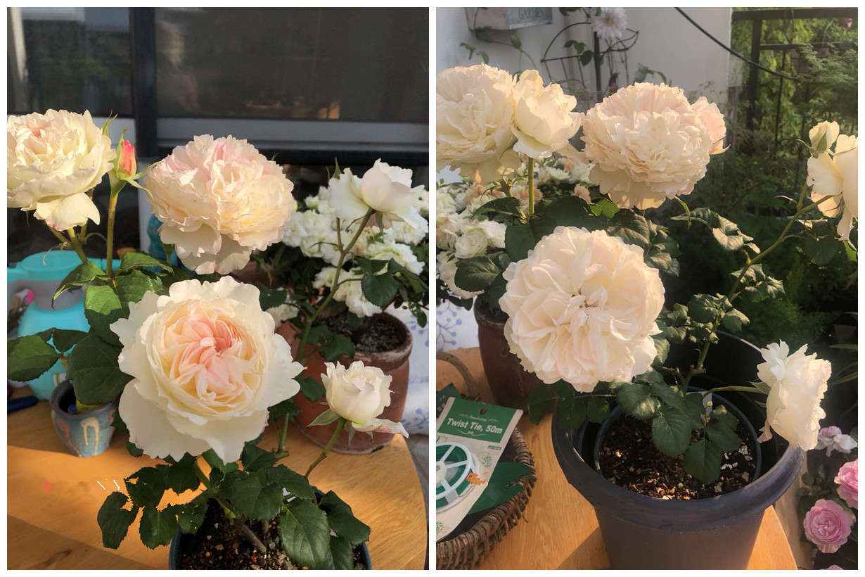 月季凯拉的优缺点,月季凯丽爆花怎么养