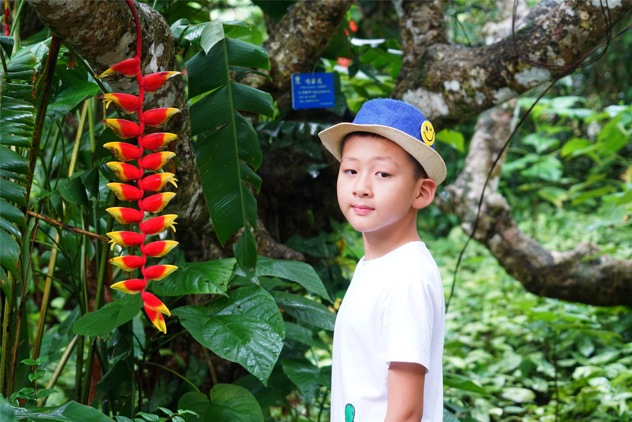 西双版纳望天树有多高,西双版纳望天树攀爬