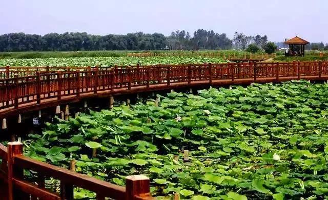 全国十大最佳赏荷好去处,沈阳赏荷花攻略