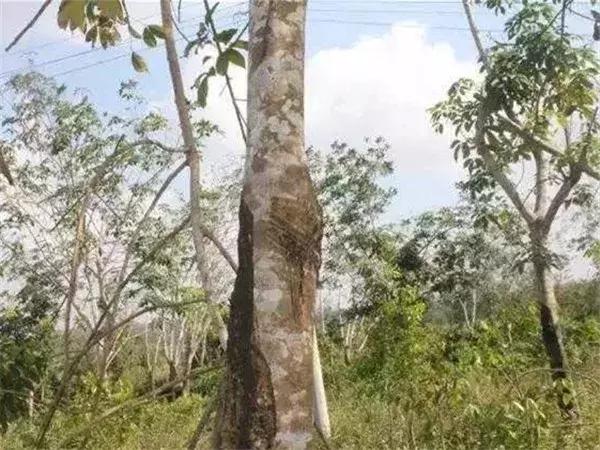 真正的沉香树什么样,沉香树有哪些