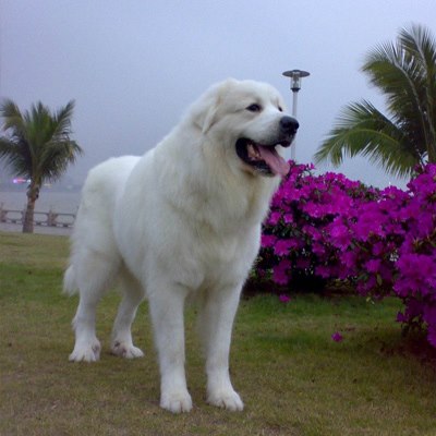 大白熊犬的优点与缺点是什么呢,大白熊为什么没人养