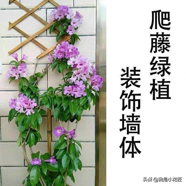 适合阳台种植的爬藤植物都有哪些,家庭阳台种什么爬藤植物比较好