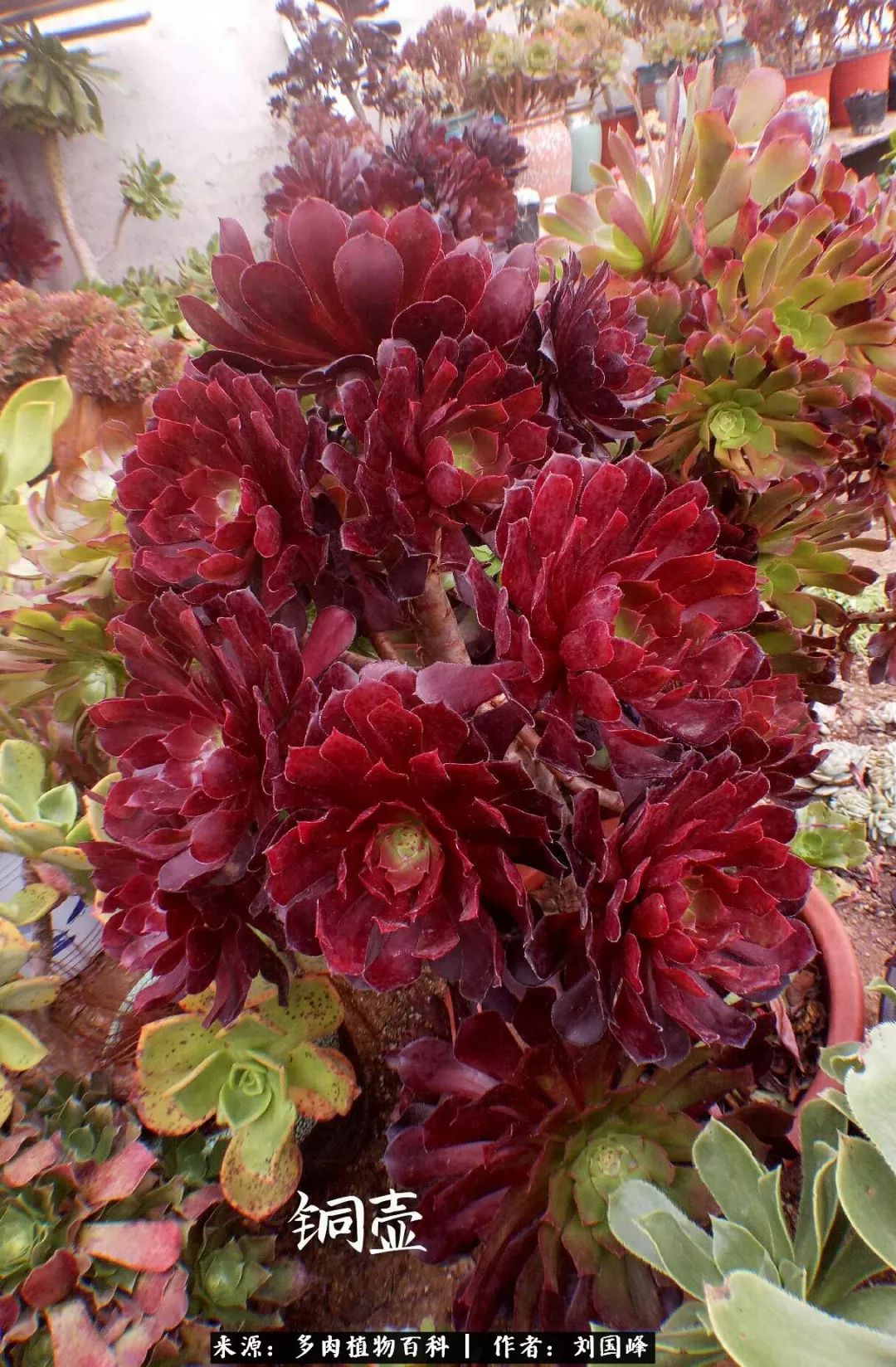 七百元打造的多肉王国，你还缺什么？