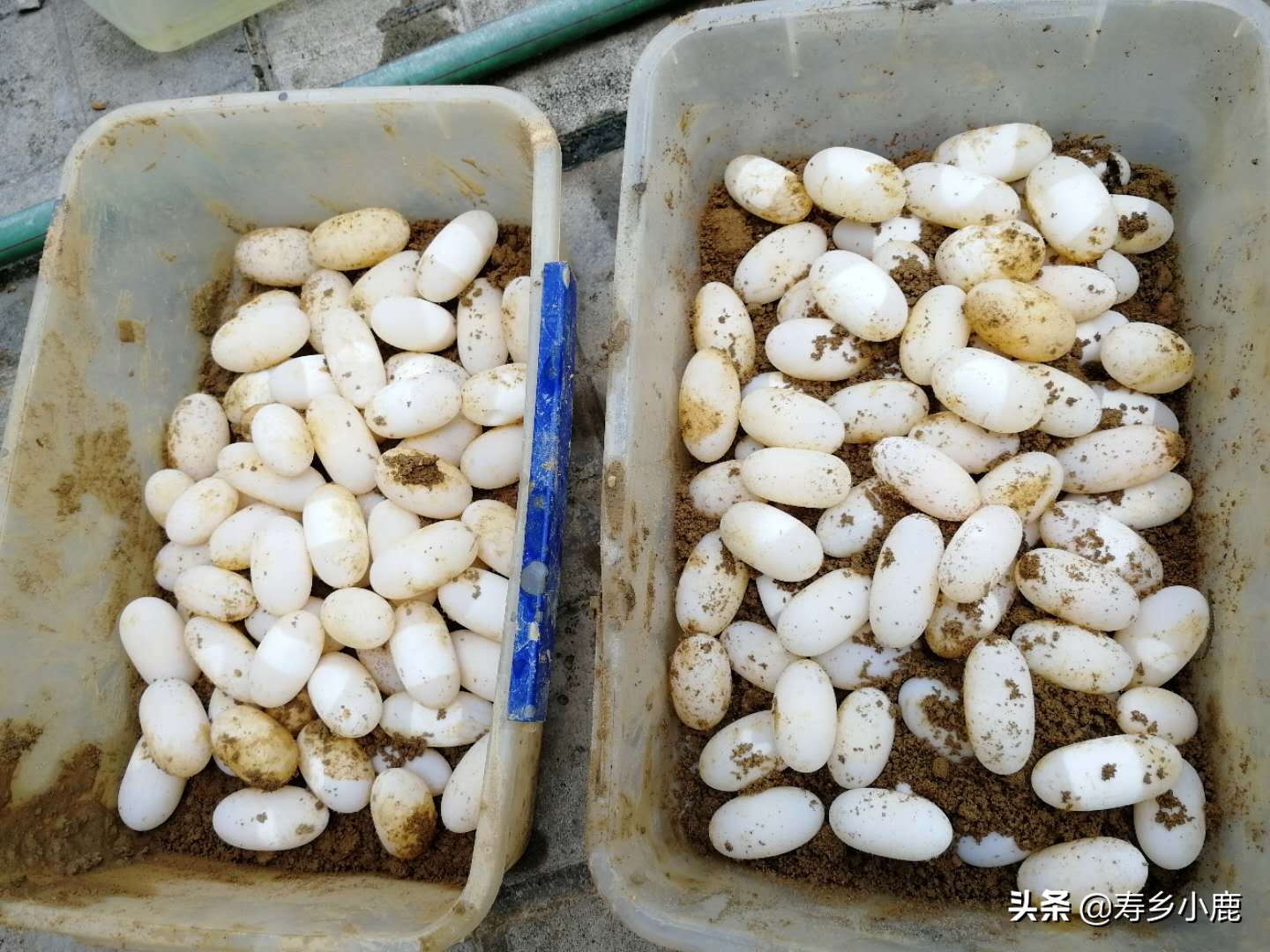 石金钱龟产蛋怎么回事,石金钱龟吃蛋怎么办