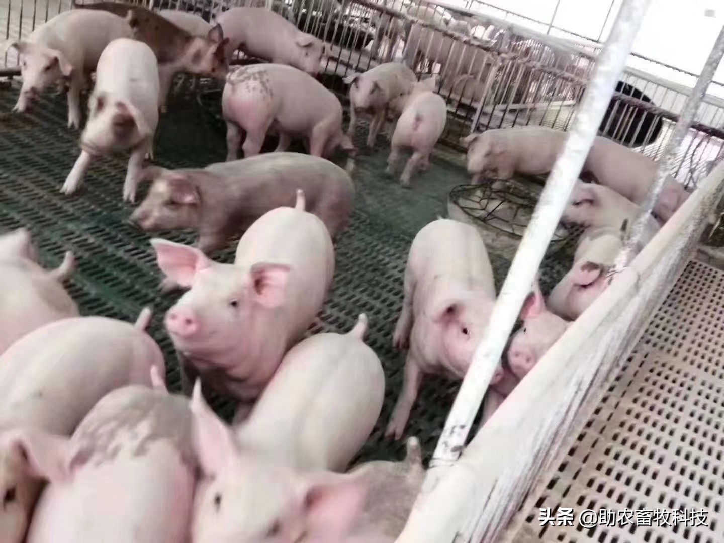 猪场发现非瘟要怎么处理,猪场感染非瘟传染速度