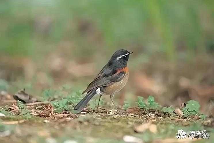 各国国鸟国宝有哪些,各国国鸟大小排名