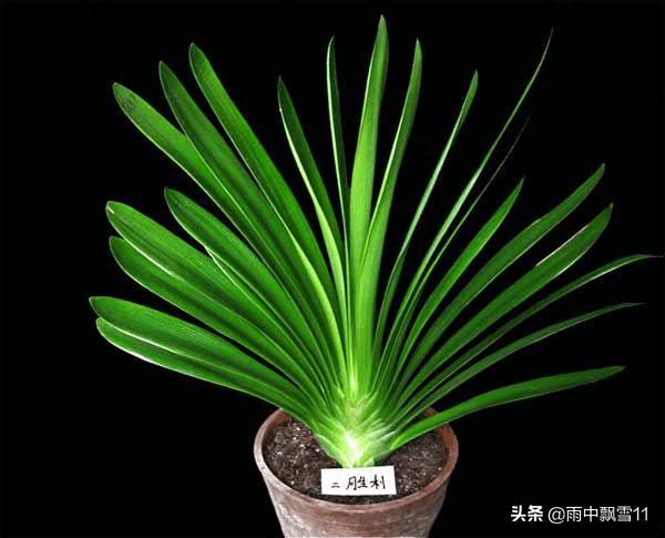 君子兰换土多少天复盆,君子兰移盆换土的正确方法