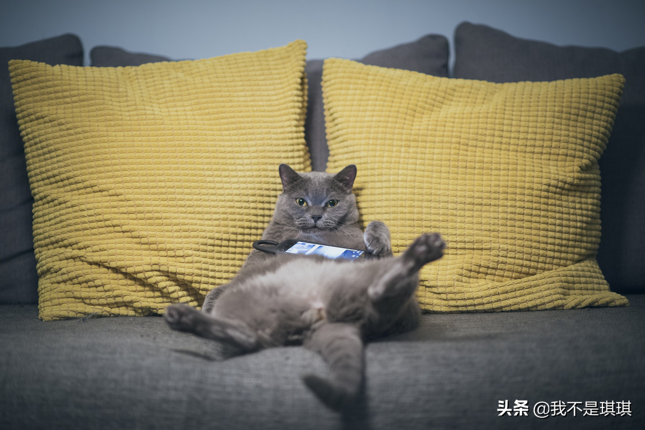 猫这么可爱为什么要删,猫咪割了蛋为什么很活泼
