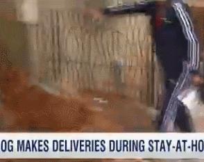 帮孤独老人送东西,帮老人买菜的狗狗