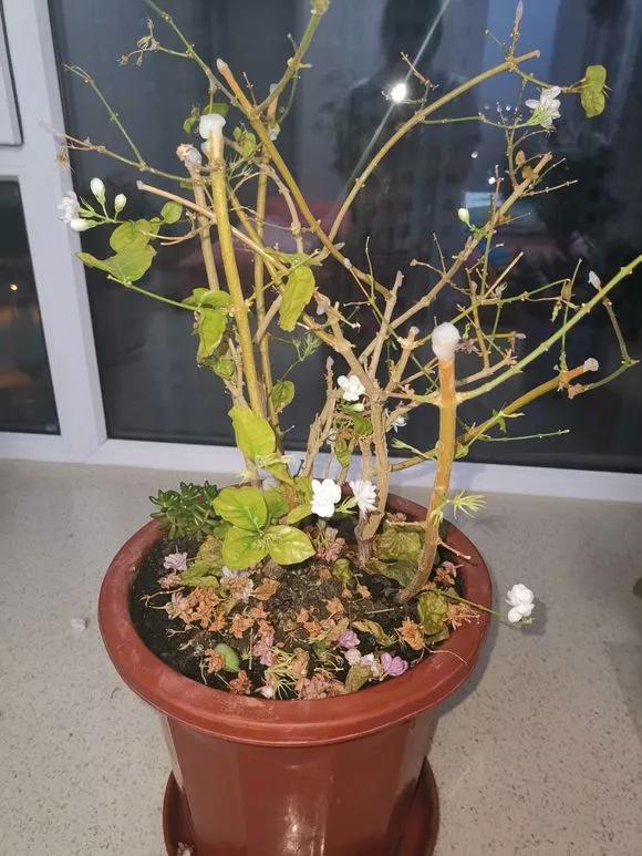 栀子花月季花叶子发黄有黑斑点,茉莉栀子花叶子发黄怎么办