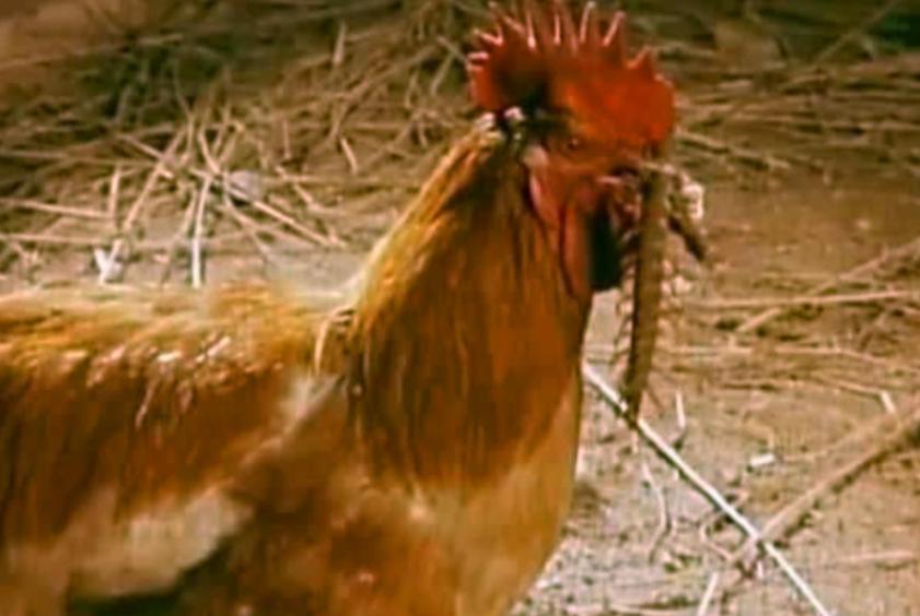 五毒之一的蜈蚣为什么怕公鸡,为什么五毒之一的蜈蚣会害怕公鸡