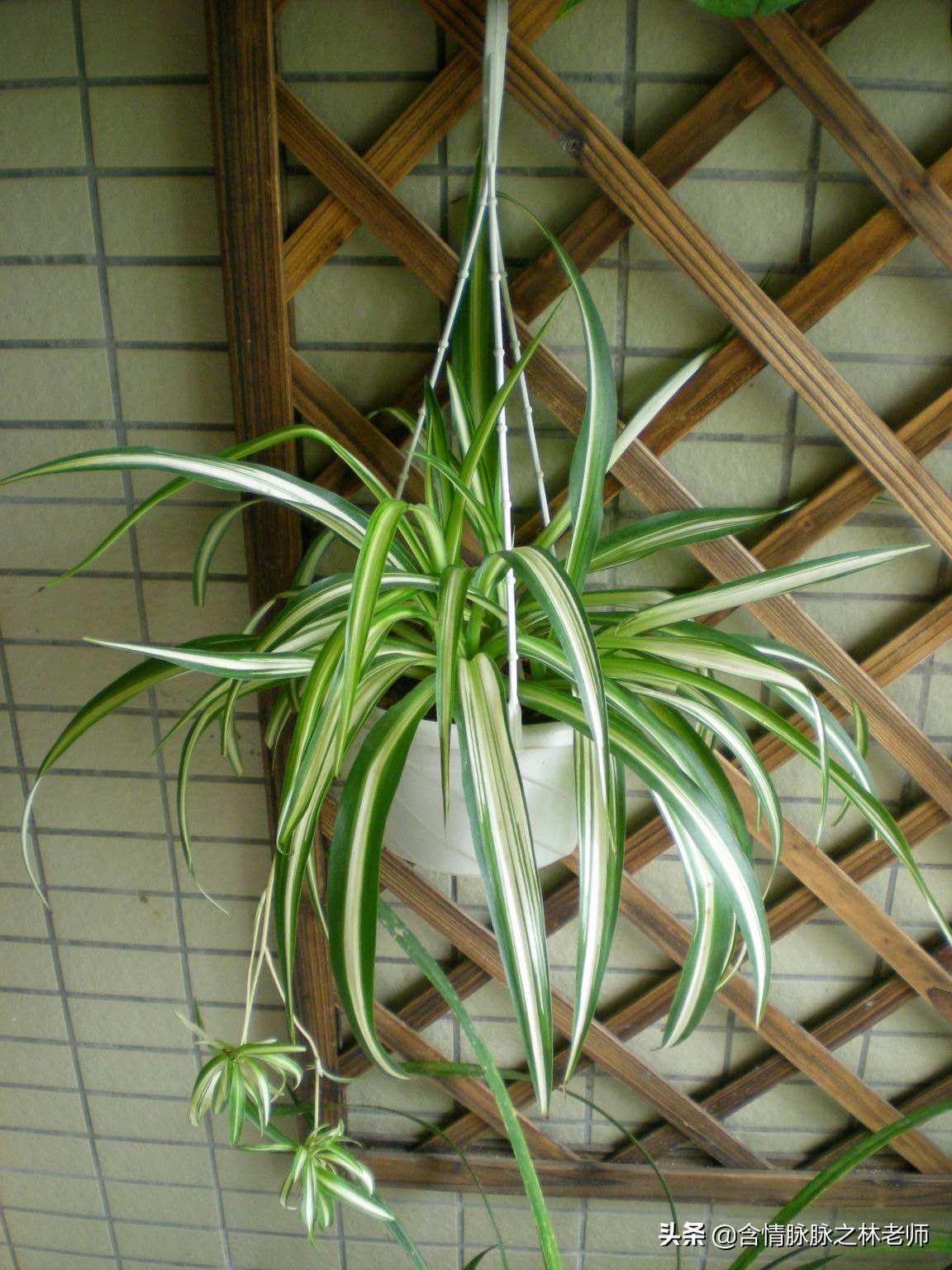 室内三种最旺家庭养植物,家居绿植哪些不适宜养