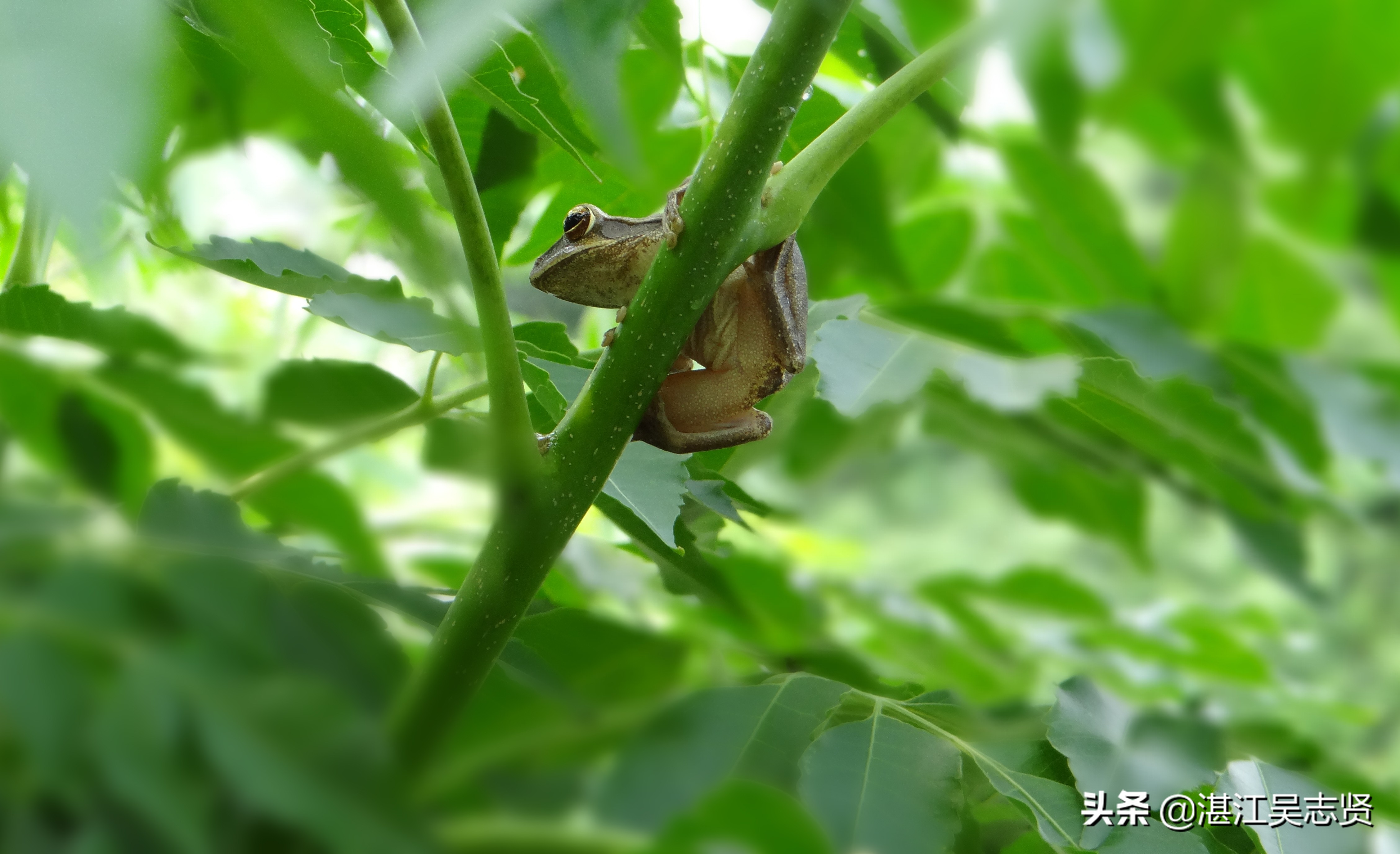 蛙怎样繁衍的全过程,蛙如何交配繁殖后代