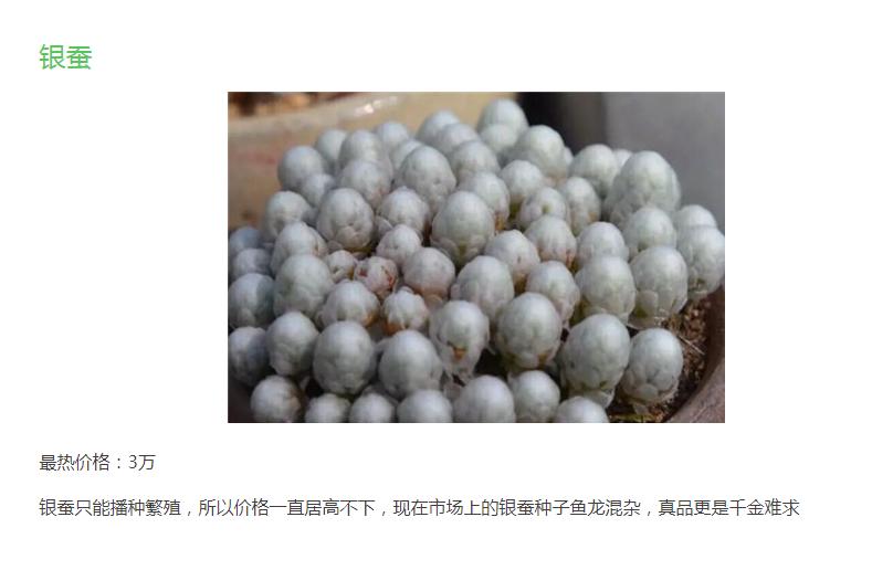 多肉银蚕值钱吗,多肉植物银蚕类品种介绍
