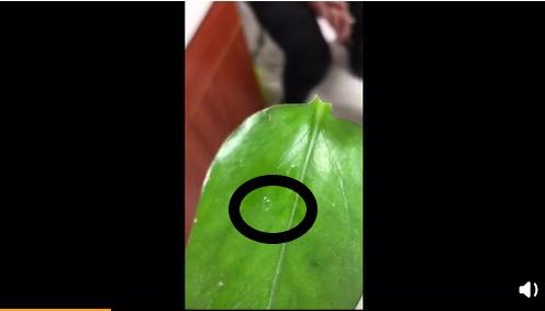 小孩子睫毛感染阴虱,杭州六岁孩子睫毛长阴虱