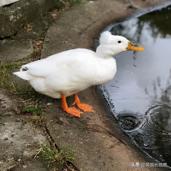 羊驼忧郁症,羊驼抑郁症治疗