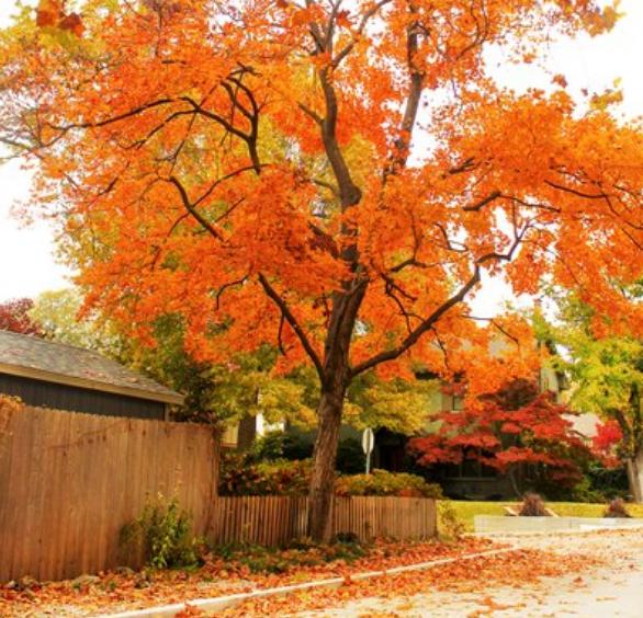 心理测试选一朵花测你的性格,心理测试测你近期会有什么机遇