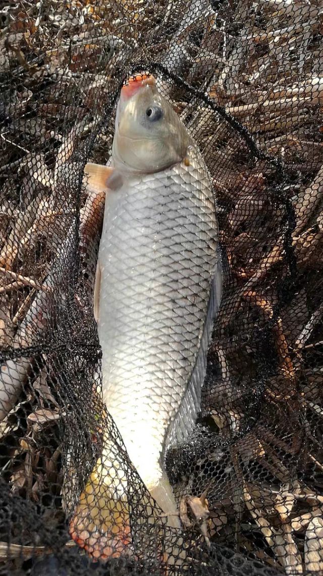 新手钓鱼选择什么鱼竿,新手钓鱼用什么调性鱼竿合适