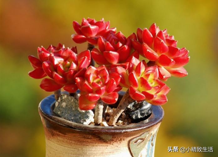 盘点6种适合秋天养的多肉,适合一年四季阳台养的多肉植物