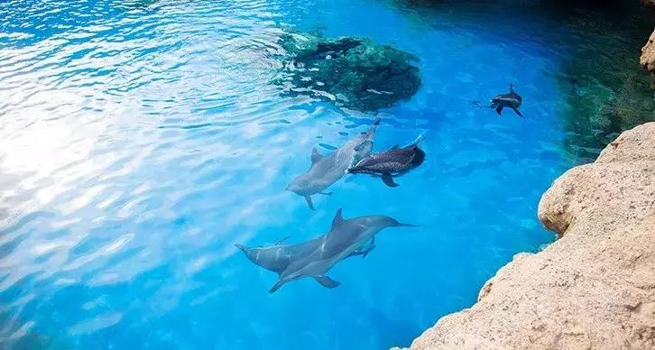 珠海长隆亲子游攻略自由行,珠海长隆亲子游最佳攻略