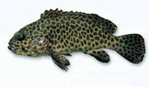 世界顶级海鲜鱼类,史上最完整鱼类海鲜图鉴