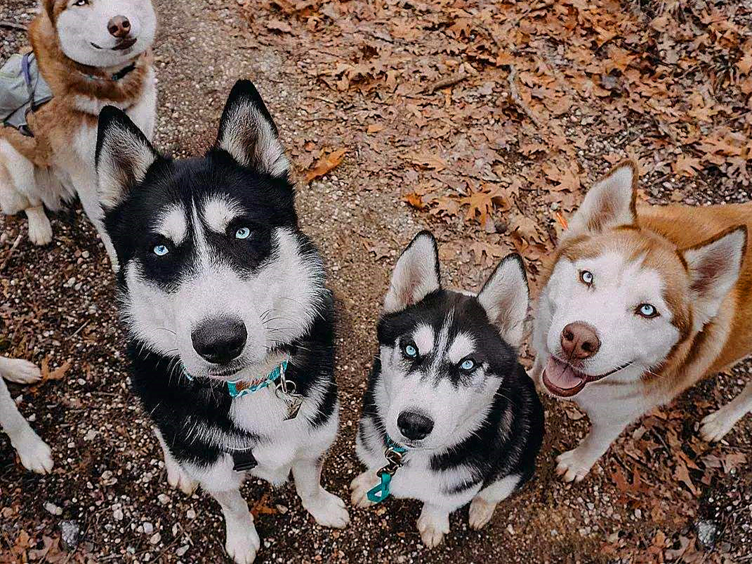 哈士奇到底能不能训练,不听话的哈士奇应该怎么训