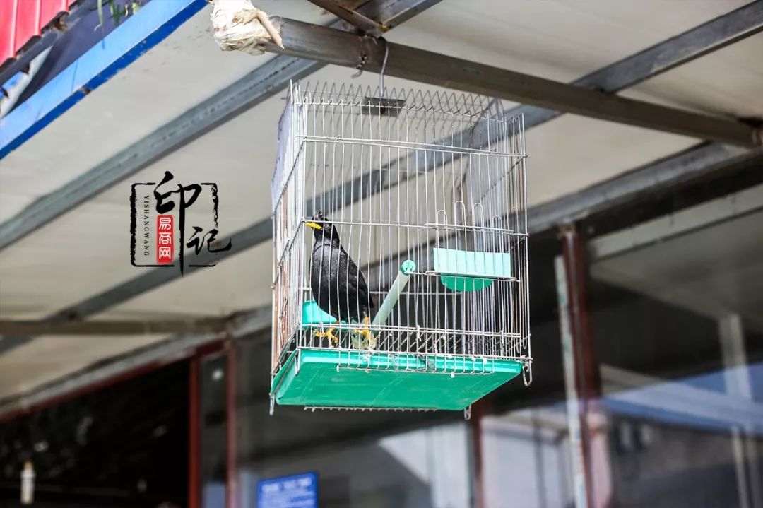 商丘道北花鸟批发市场,商丘花鸟宠物市场