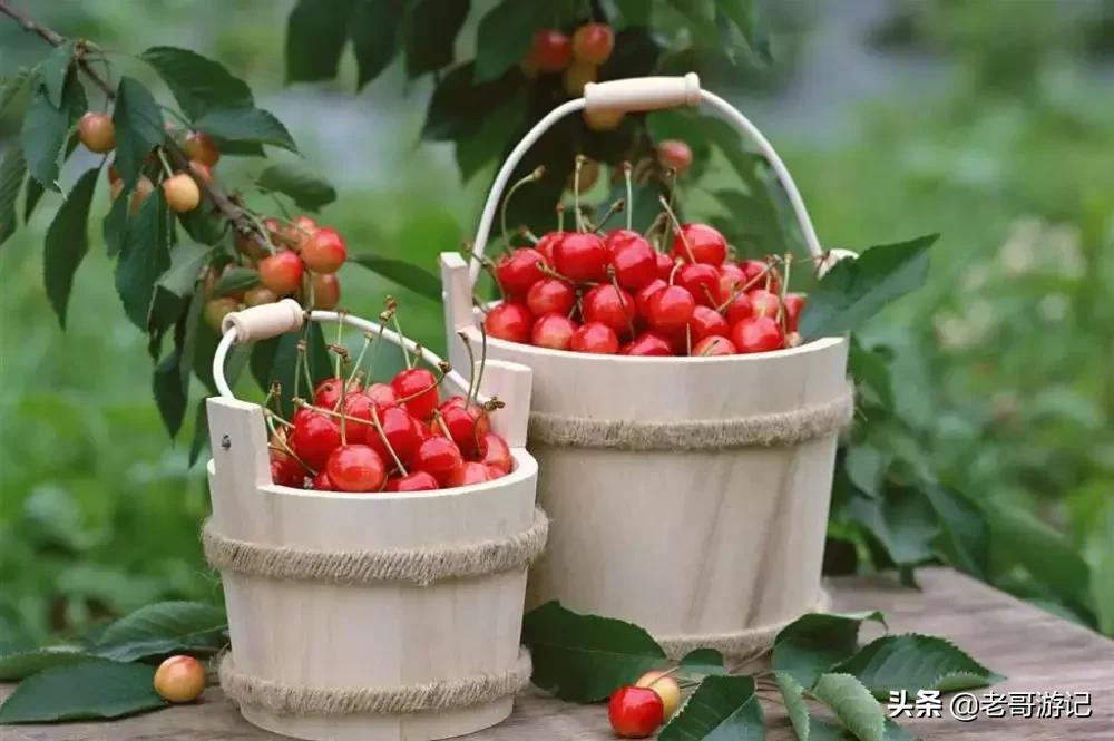 海阳小樱桃采摘季节,乳山市的大樱桃能摘吗