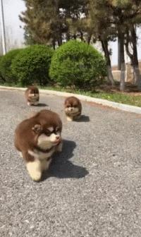 狗狗的宝宝,狗狗的宝宝日常