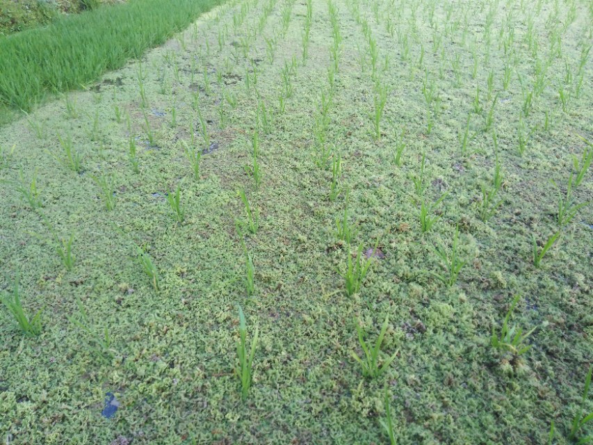 水稻肥不够叶黄,水稻施肥前施什么肥好