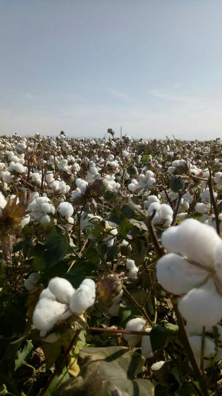 四川姑娘在新疆的生活日常,四川姑娘在南疆记录美好生活