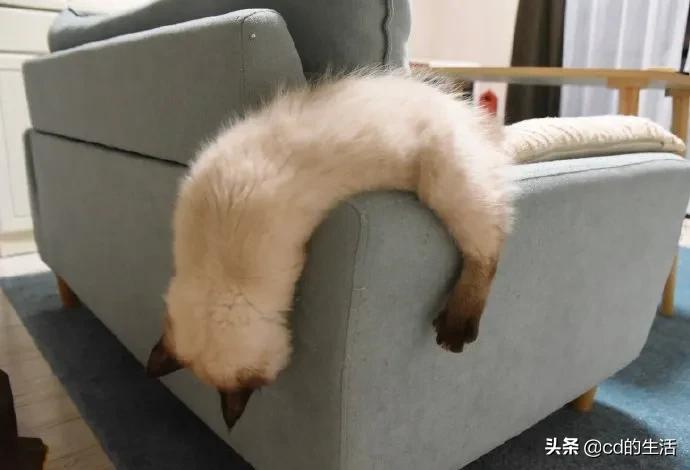 m78基因跟吃香菜有什么关系,不喜欢吃香菜的科学原因