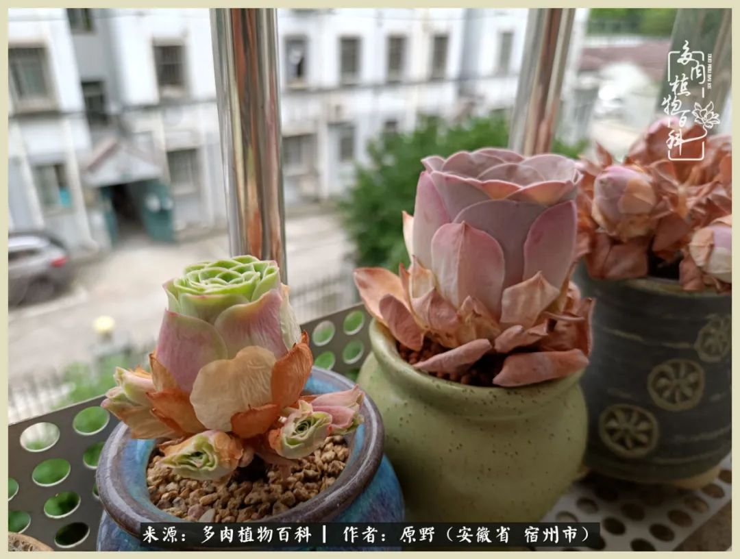 梅雨袭,酷暑至,多肉进入历劫季