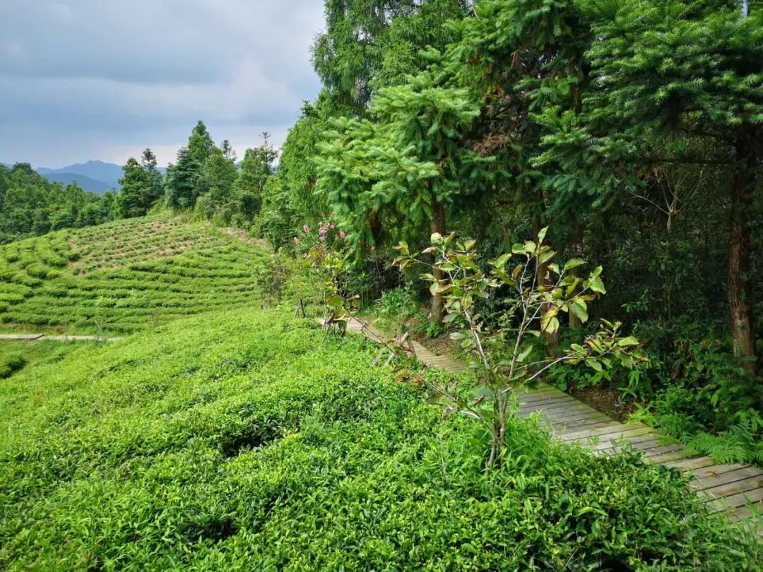 干净是一个人喝茶最高的品质,最好的有机茶