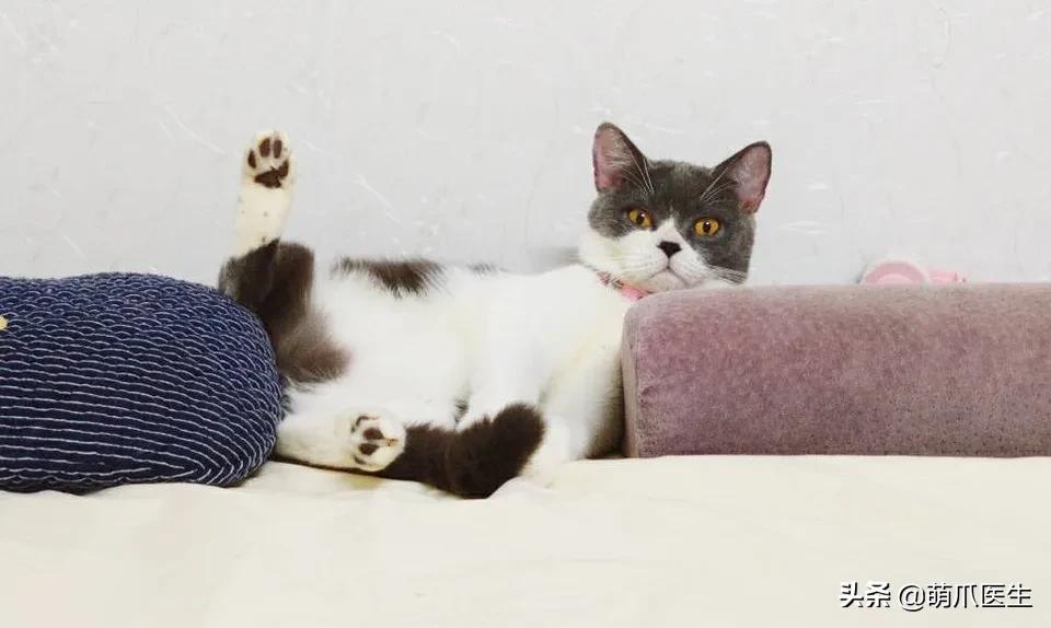 猫咪长大后还认得出兄弟姐妹吗,猫咪长大还记得自己的同胞兄弟吗