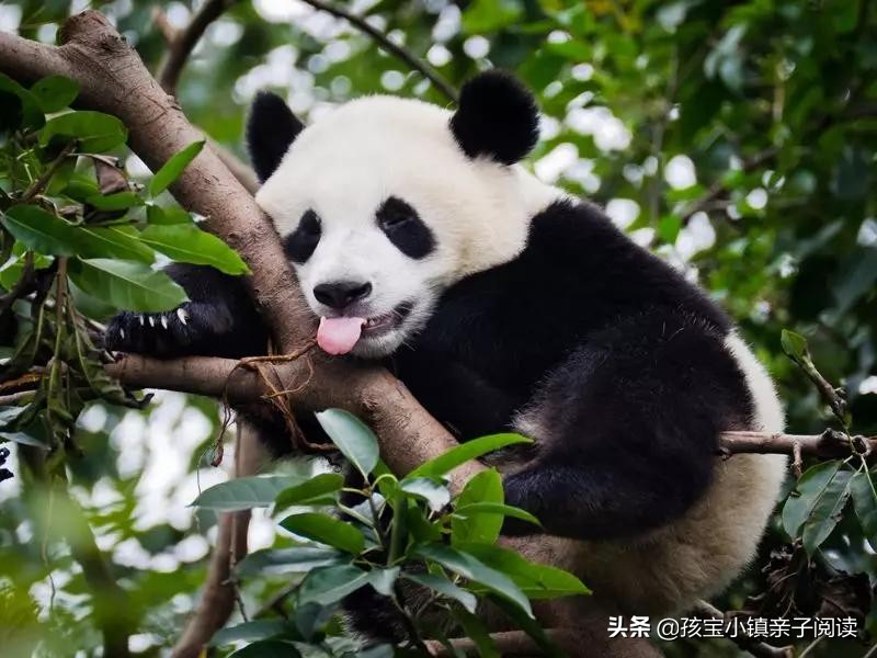 给孩子起英文名应该注意什么,如何给孩子取个最佳英文名