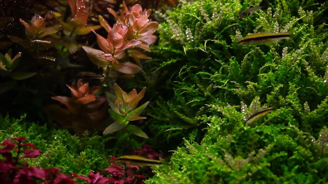 新开水草缸水浑发臭怎么办,新开草缸水草老是飘起来