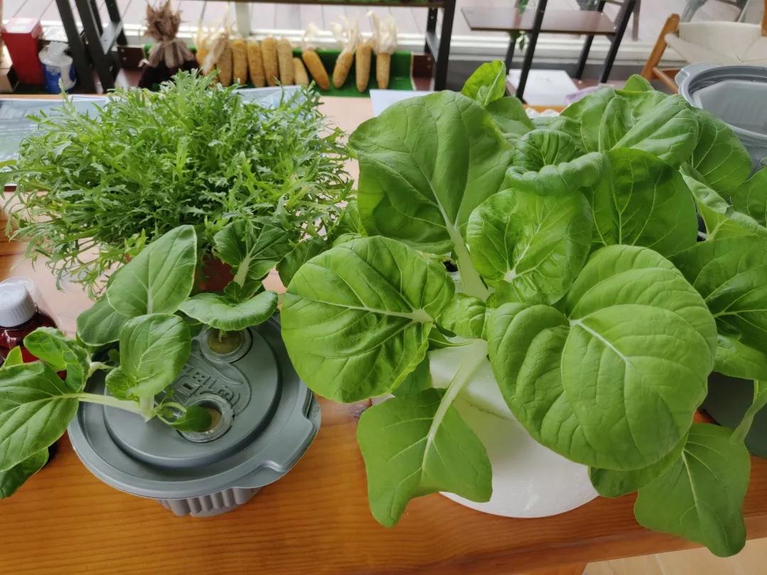 简易无土栽培蔬菜,自制无土栽培蔬菜神器