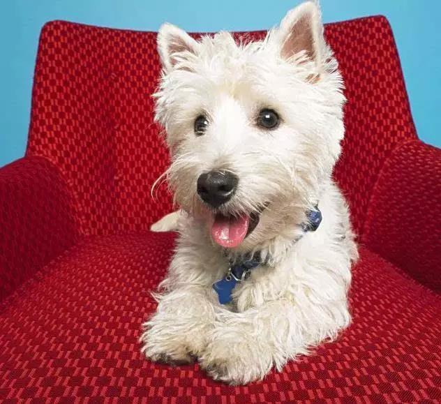 推荐各种狗狗的类型,10种有型罕见的狗狗