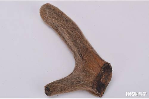 鹿茸基本常识介绍,鹿茸知识