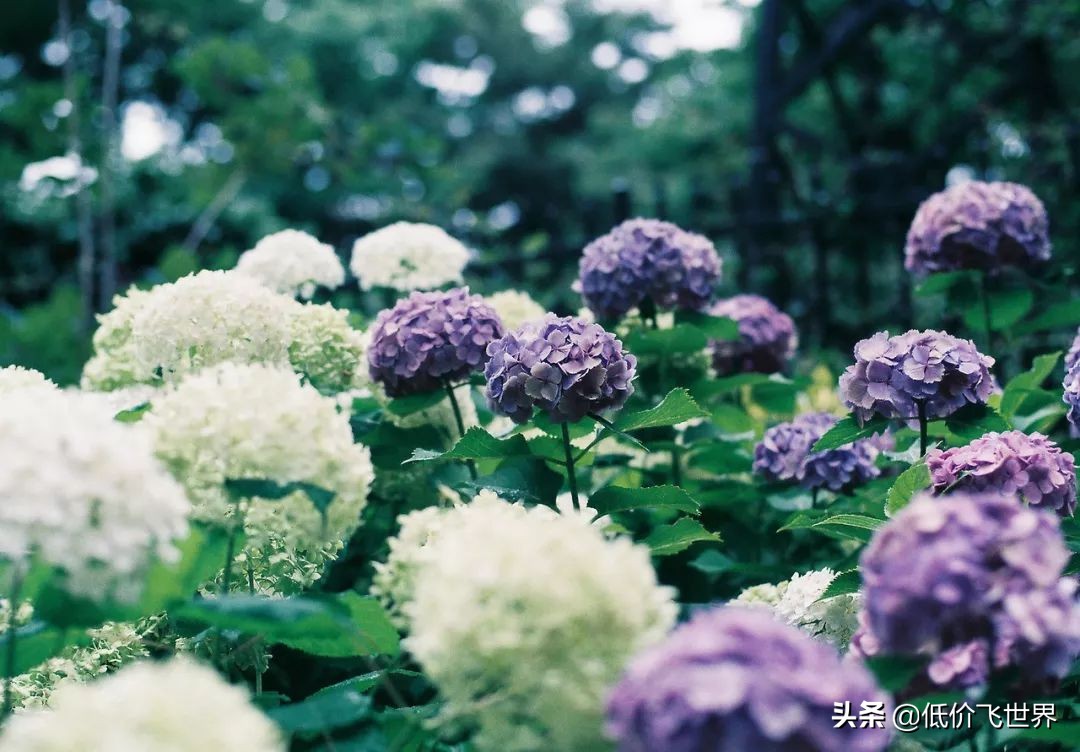 全日空320飞武汉,全日空767武汉飞日本