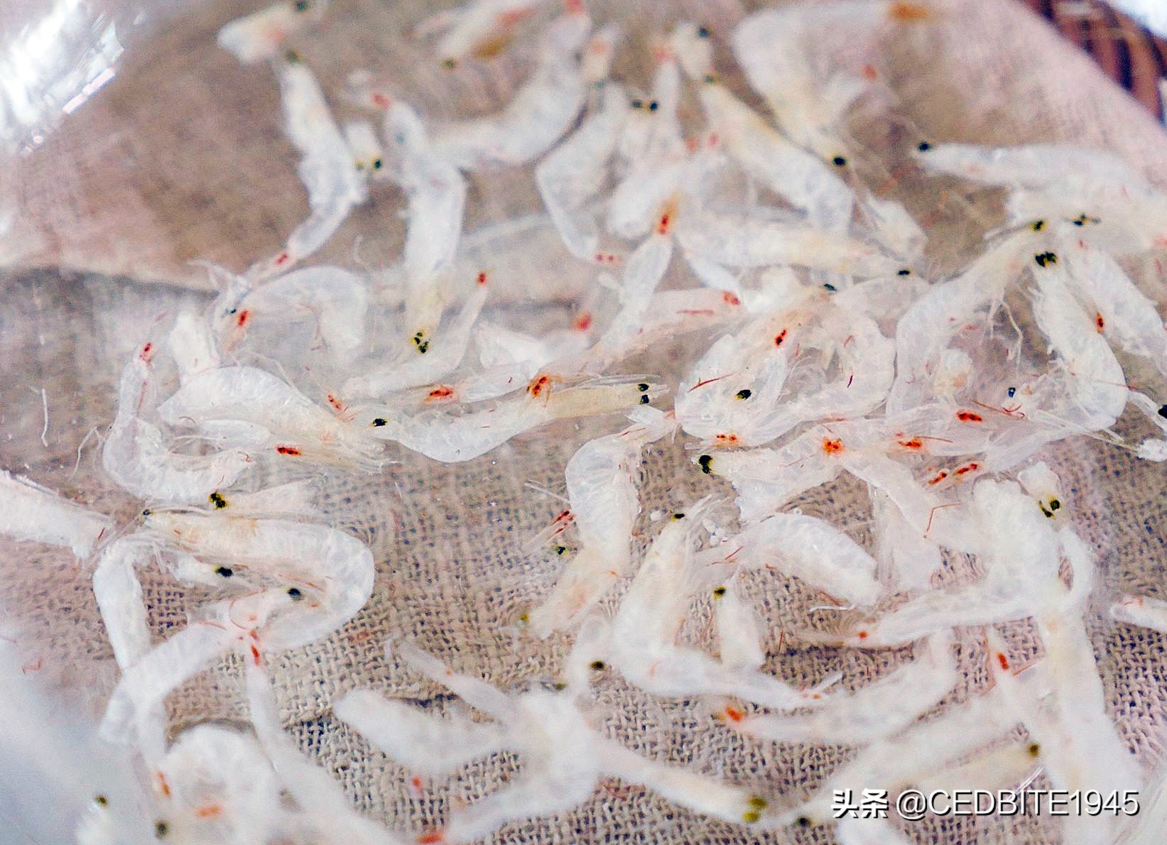 印尼虎鱼小时候很黑长大会变黄吗,如何驯养幼鸟才能听话