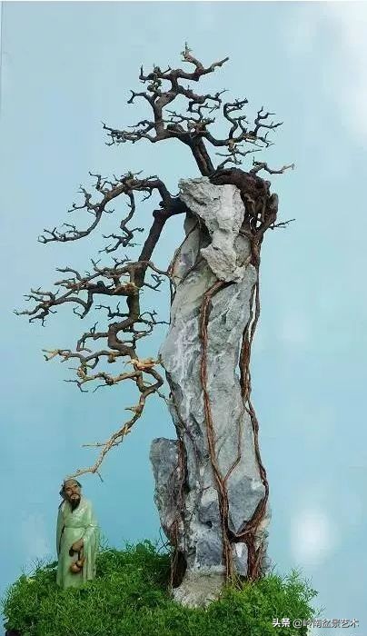 盆景的价值所在,盆景十大寓意和象征