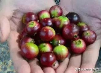 为什么吃甘蔗舌头两边会破,一吃甘蔗舌头就会流血怎么办